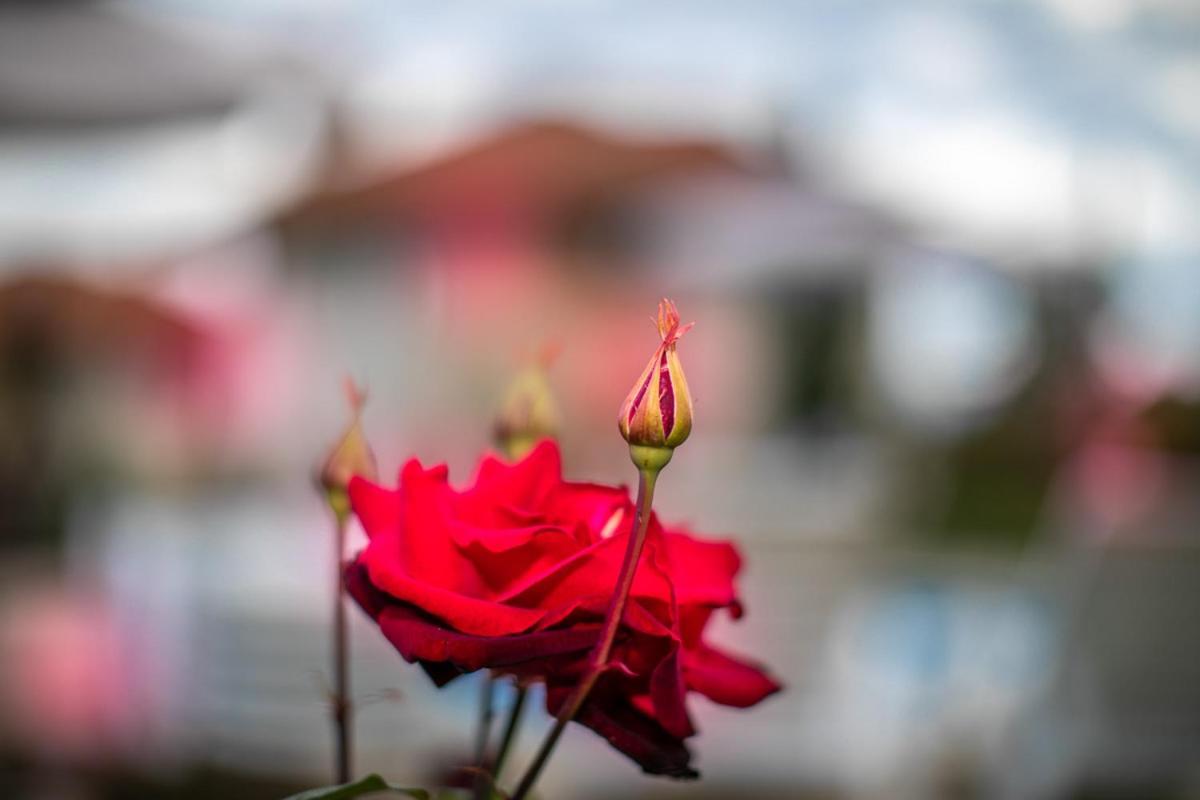 Vila Gardenia Gumoshtnik ภายนอก รูปภาพ